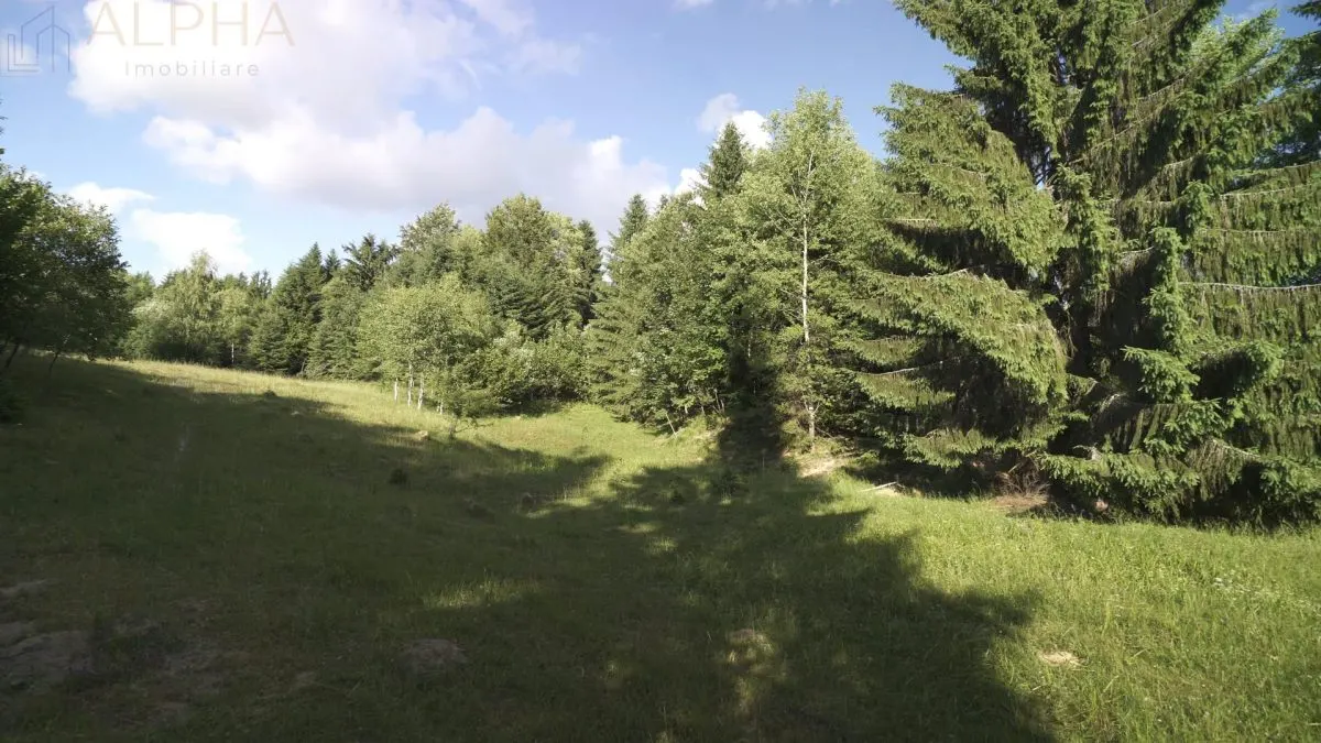 Teren Intravilan de 1.7 Hectare în Colibita - foto 6