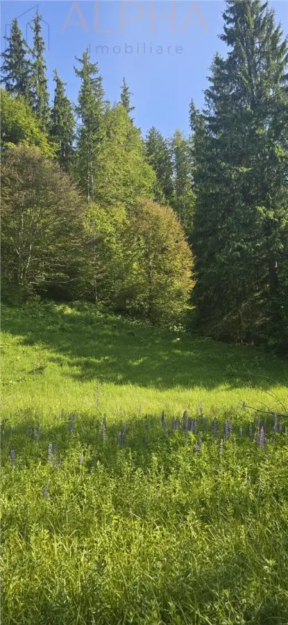 Teren intravilan de vanzare in Colibita - foto 4