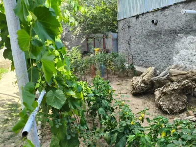 Casa 4 camere, Radu Negru - Buzaului, Teren - 264 mp - foto 11