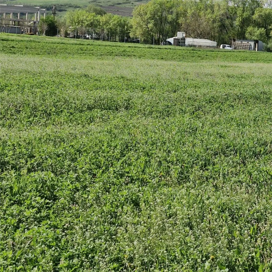 Teren de vanzare in Sanicoara - destinatie industriala - foto 3