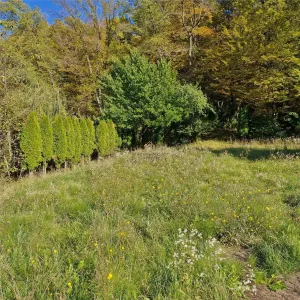 Proprietate intr-o zona verde si linistita - Faget - foto 14