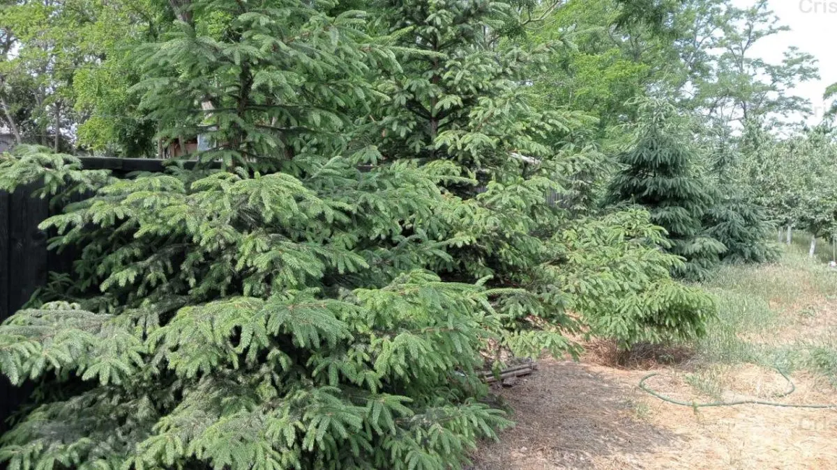 Vila P+M, teren 1222 mp, TOTUL NOU, la 18 Km de Braila - foto 12
