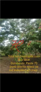 Vanzare vila 9 camere ,curte mare 1000 mp - foto 15