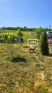 VIDEO | Loc pentru casa, cabana sau cazare turistica in Ardud | Vedere de vis spre Satu Mare si padure - foto 18