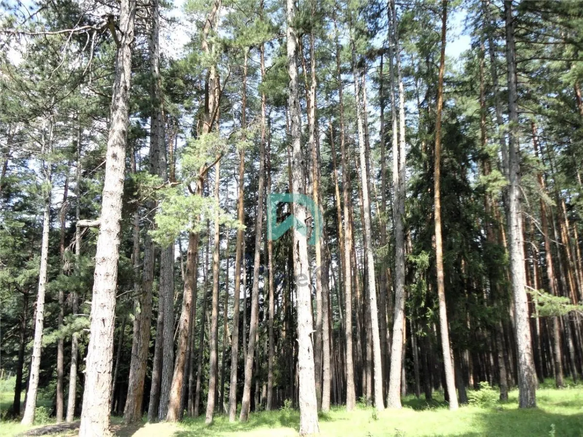 Teren Poiana Angelescu, Sacele, Brasov - foto 16
