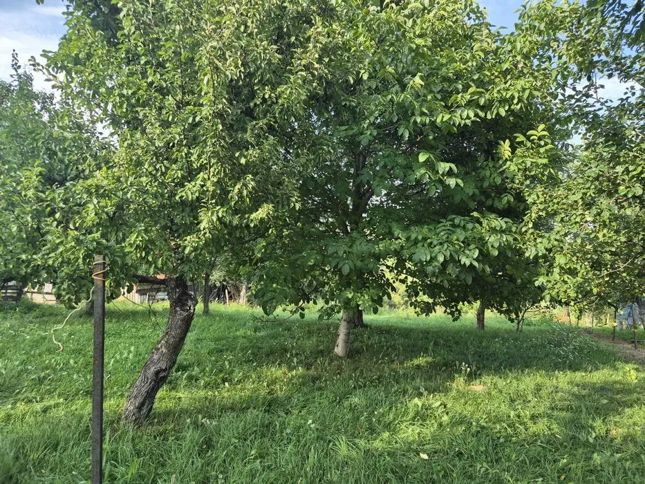 Pestera, Brasov - foto 4