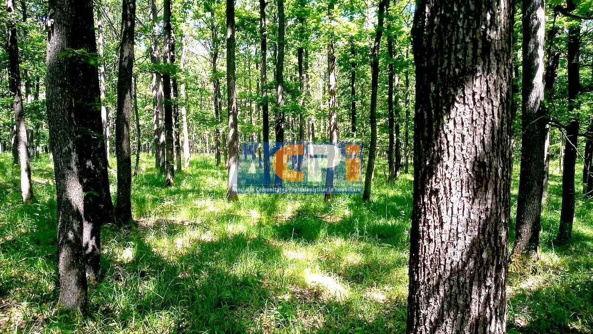 Teren forestier cu padure 484 ha si 240 ha, judetul Mehedinti - foto 1