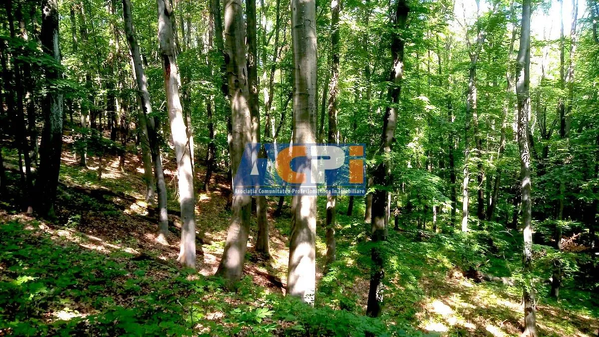 Teren forestier cu padure 484 ha si 240 ha, judetul Mehedinti - foto 2