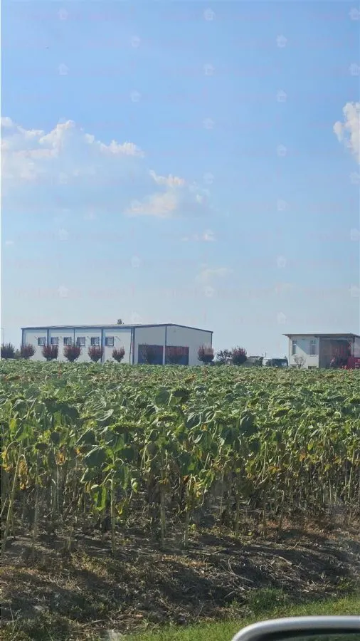 Teren de vanzare  - Caciulati - Ilfov - foto 2