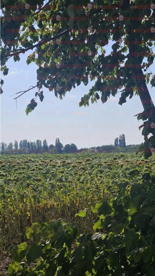 Teren de vanzare  - Caciulati - Ilfov - foto 3