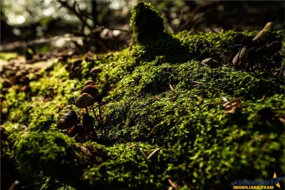 540.000 mp,Padure de foioase,vechime echivalenta unui ecosistem infloritor,Brasov - foto 2