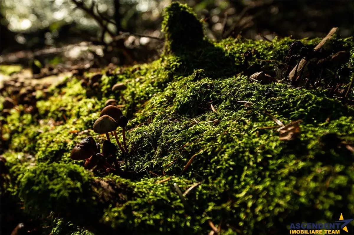 540.000 mp,Padure de foioase,vechime echivalenta unui ecosistem infloritor,Brasov - foto 2