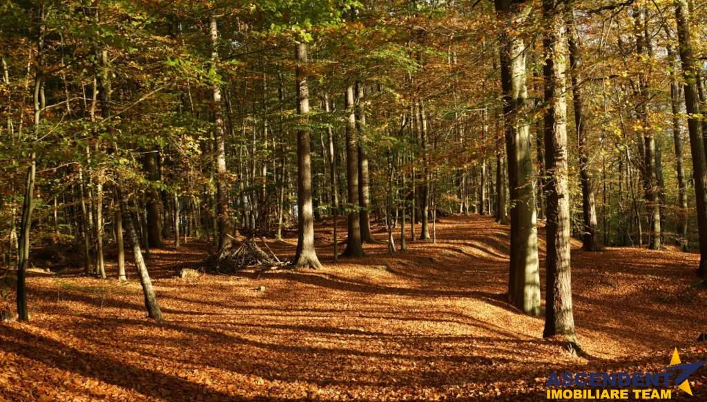 540.000 mp,Padure de foioase,vechime echivalenta unui ecosistem infloritor,Brasov - foto 3
