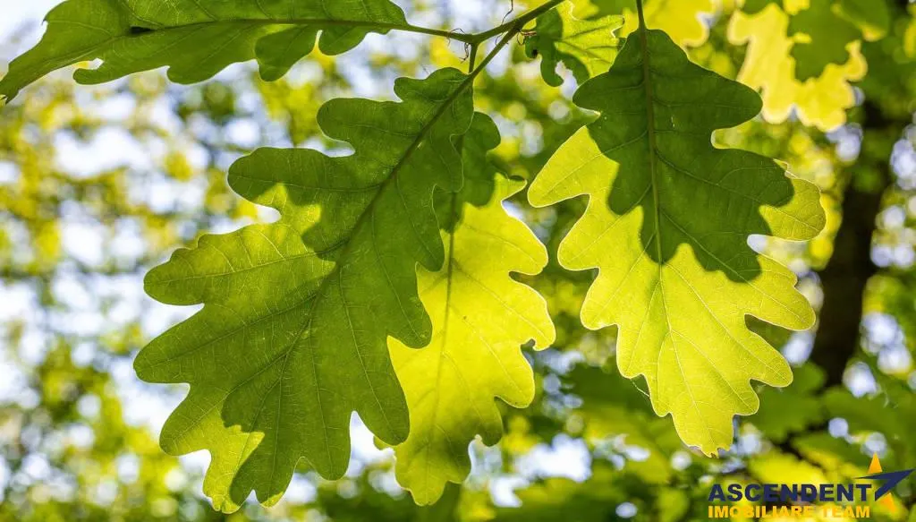 540.000 mp,Padure de foioase,vechime echivalenta unui ecosistem infloritor,Brasov - foto 4