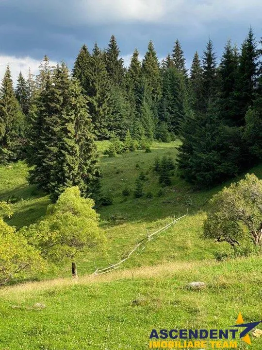 8.000 mp teren, Bran, Fundata, Brasov - foto 6