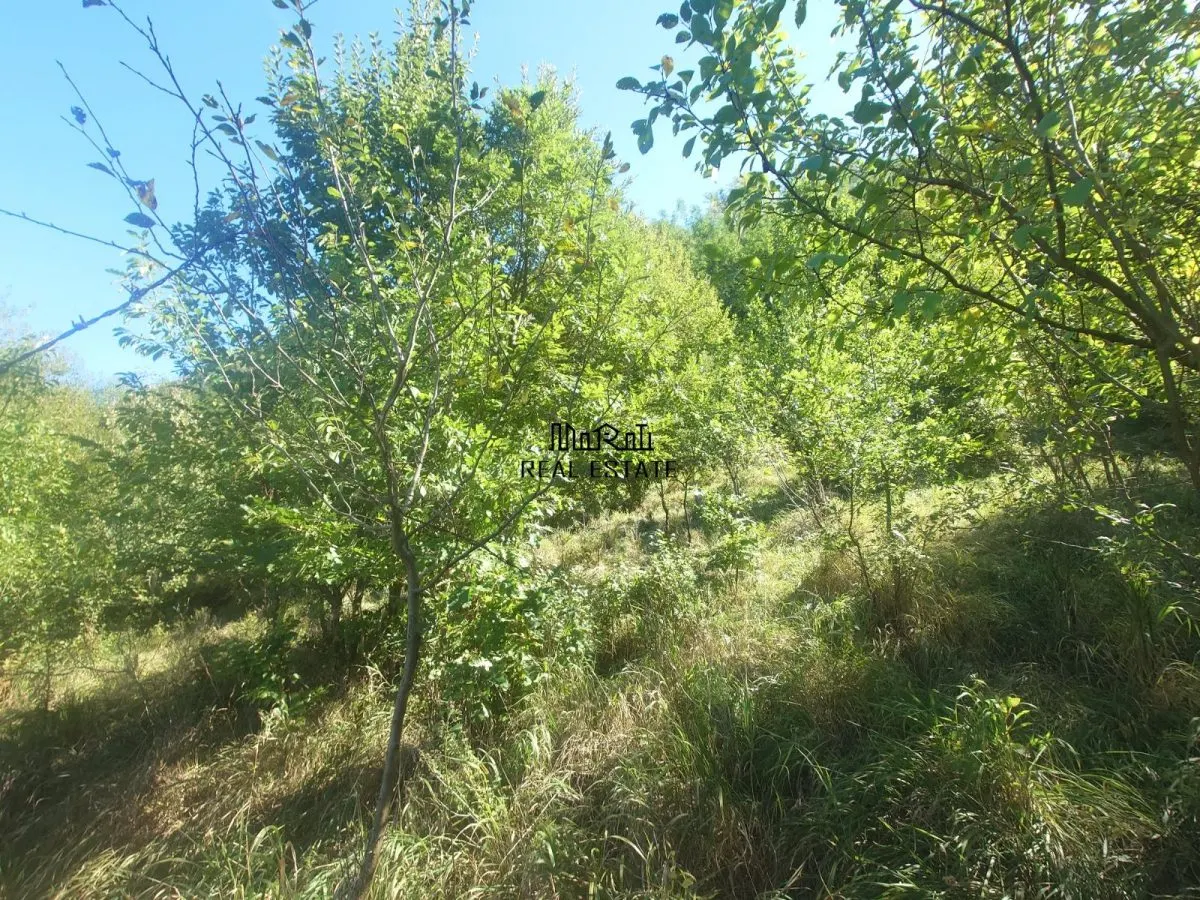 5,6 ha terenuri si padure in Criscior - foto 4