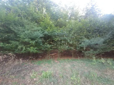 5,6 ha terenuri si padure in Criscior - foto 7