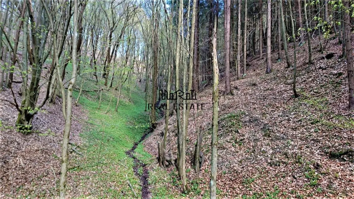 Domeniu de 7 ha in Apuseni - Criscior, Hunedoara - foto 4