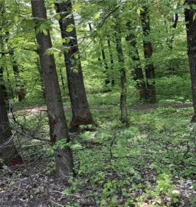 Vanzare teren intravilan 600 mp | ideal investitie | Baneasa | - foto 3
