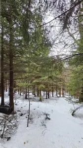 Teren superb extravilan in apropiere de Poiana Brasov - foto 8
