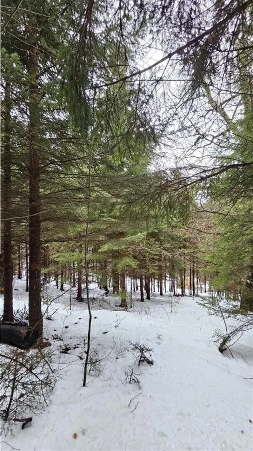 Teren superb extravilan in apropiere de Poiana Brasov - foto 8