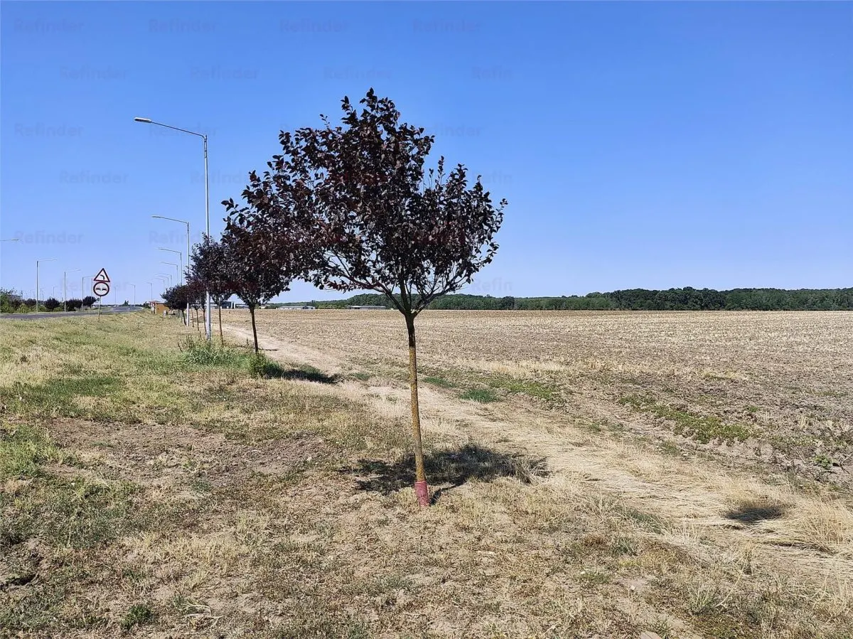 vanzare teren intravilan  construibil BRANESTI | deschidere la DN 3 | 3750mp | urbanism P+4E | POT 50% l | - foto 5