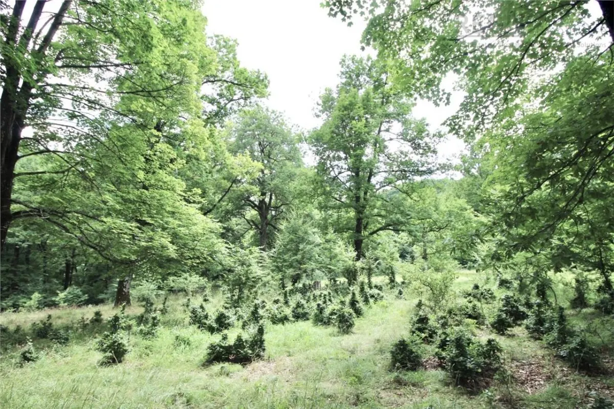 Teren de vanzare 4713 mp investitie | Poiana Brasov - foto 4