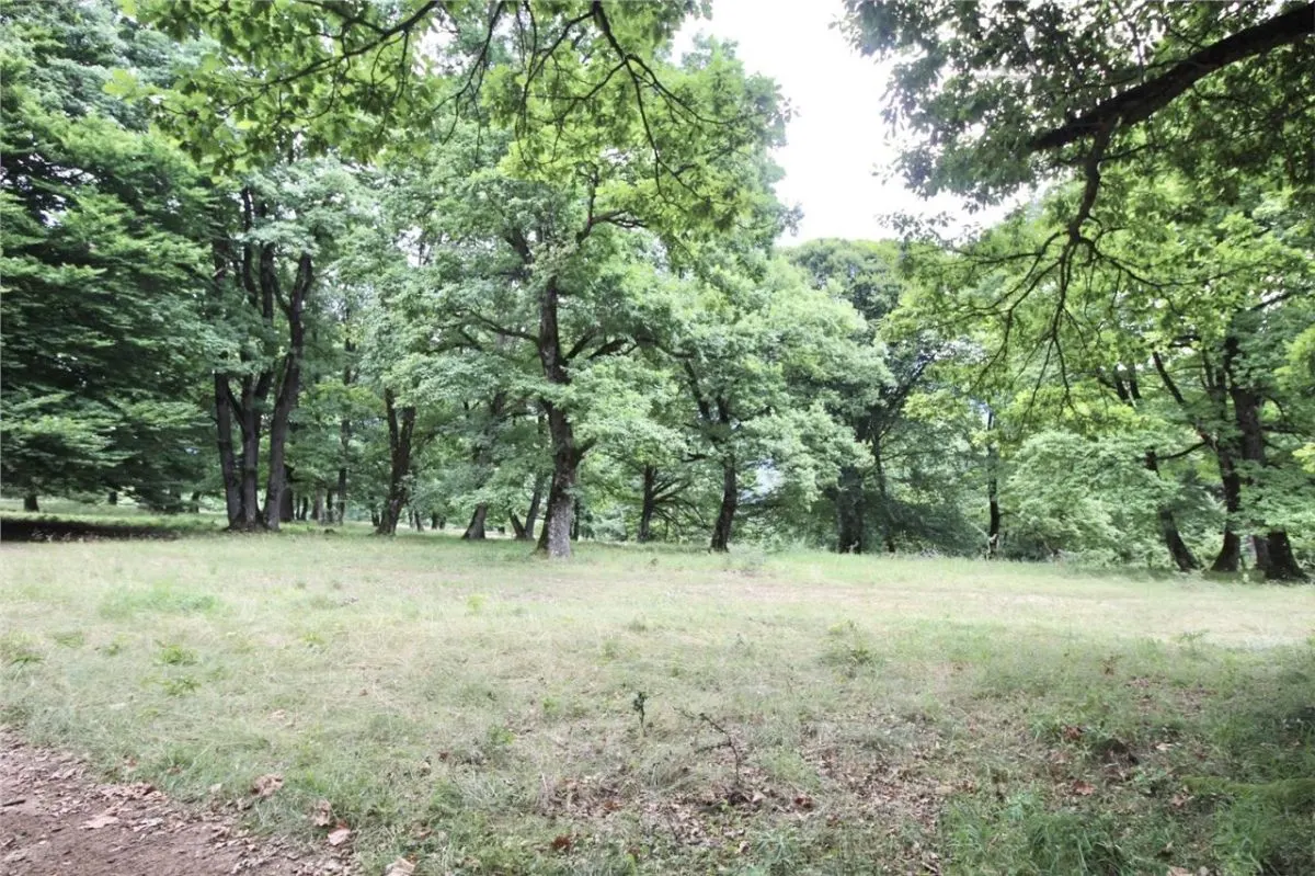 Teren de vanzare 4713 mp investitie | Poiana Brasov - foto 8