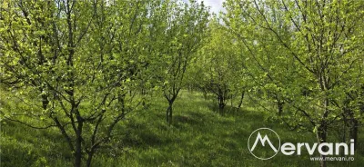 Teren de vanzare in Campina - foto 3