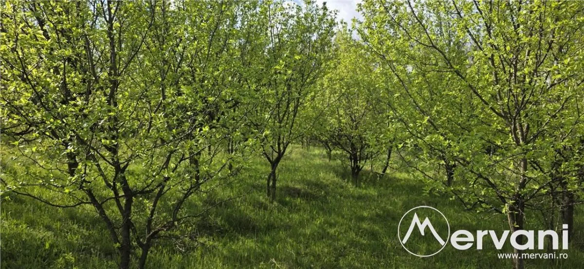 Teren de vanzare in Campina - foto 3