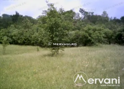 Teren de vanzare in Campina (zona Voila) - foto 5