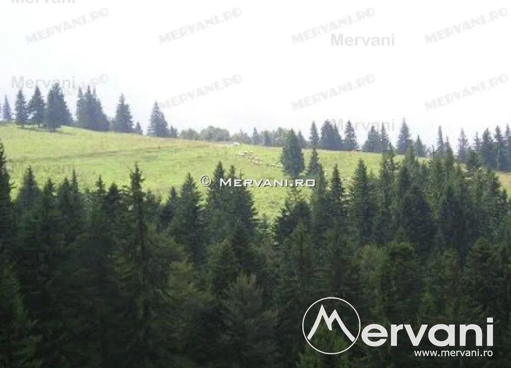 Teren de vanzare in Predeal (zona Forban) - foto 4