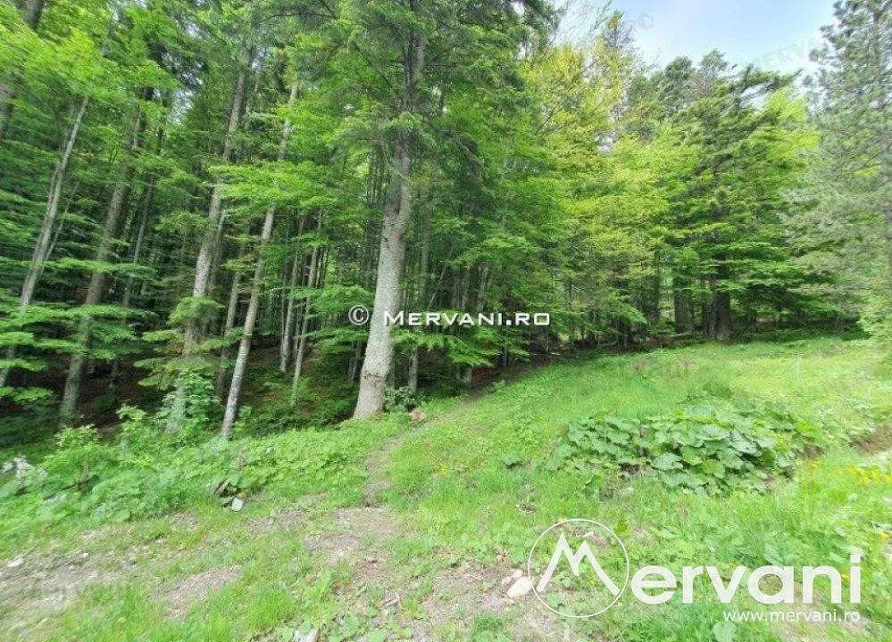 Teren Intravilan de Vanzare Sinaia ( zona Furnica) - foto 3
