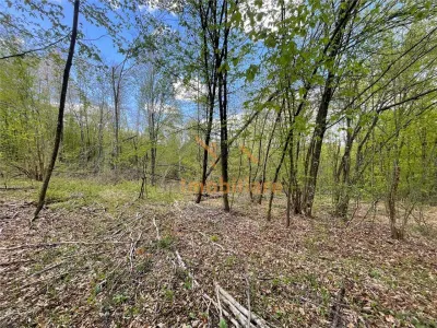 TEREN EXTRAVILAN | 103.000mp | BALANACA-GROSI | PASUNE | PASUNE IMPADURITA | BIHOR - foto 5
