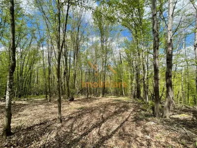 TEREN EXTRAVILAN | 103.000mp | BALANACA-GROSI | PASUNE | PASUNE IMPADURITA | BIHOR - foto 6