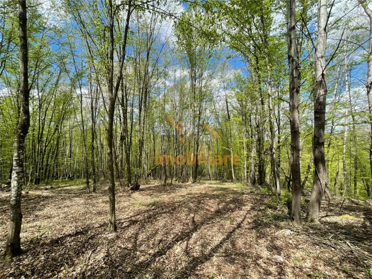 TEREN EXTRAVILAN | 103.000mp | BALANACA-GROSI | PASUNE | PASUNE IMPADURITA | BIHOR - foto 6