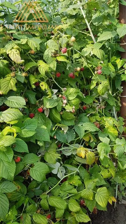 Casa Gospodarului din Bucovina - foto 18