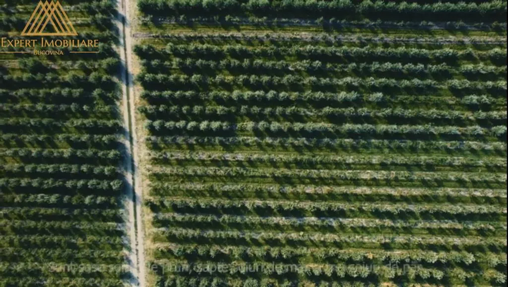 Livada 30 de hectare, meri, prun, par - foto 7