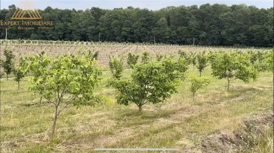 Teren extravilan comasat 9 hectare cu plantatie  3 Euro pe m2 Suceava - Horodniceni