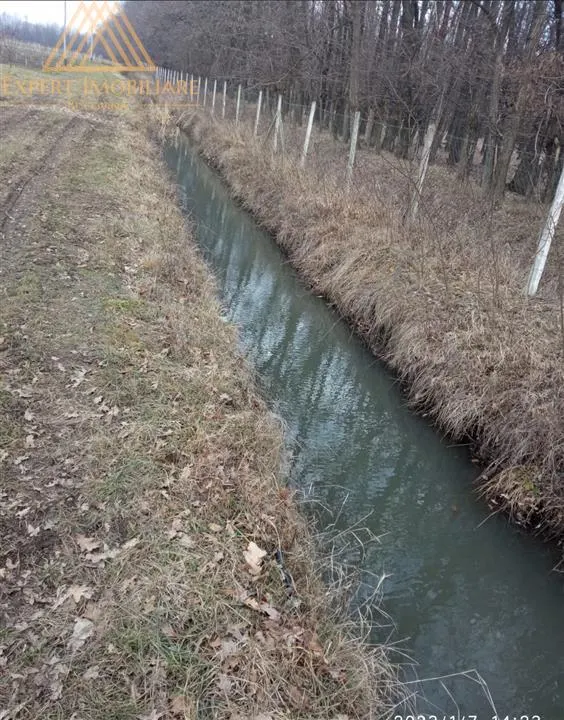 Teren extravilan comasat 9 hectare cu plantatie  3 Euro pe m2 Suceava - foto 12