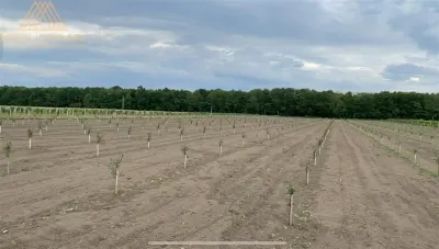 Teren extravilan comasat 9 hectare cu plantatie  3 Euro pe m2 Suceava - foto 14