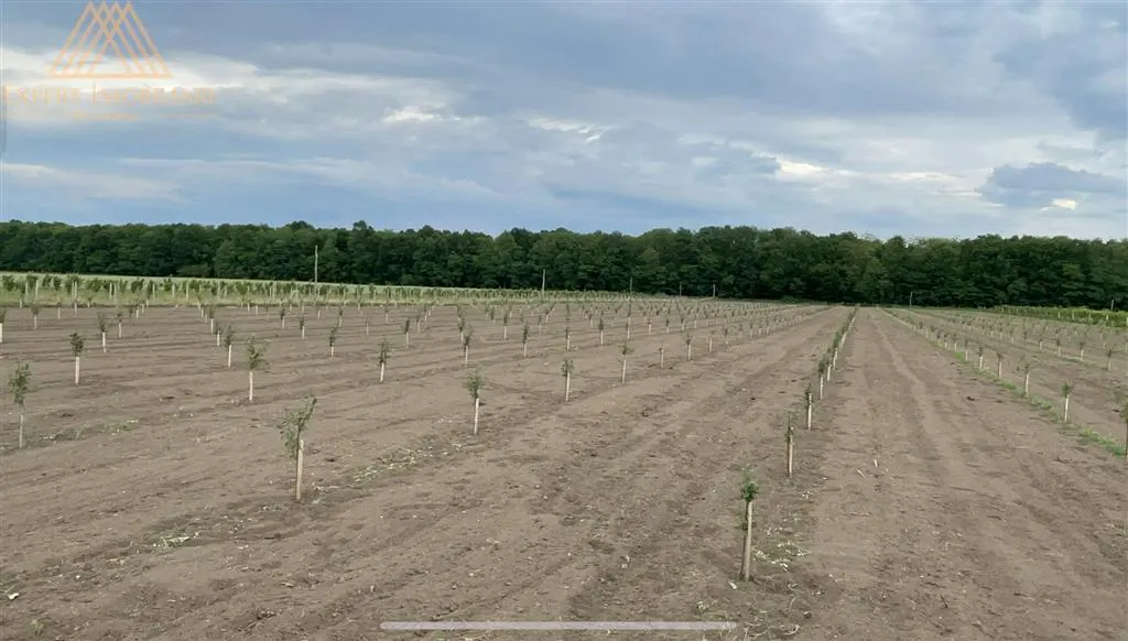 Teren extravilan comasat 9 hectare cu plantatie  3 Euro pe m2 Suceava - foto 14