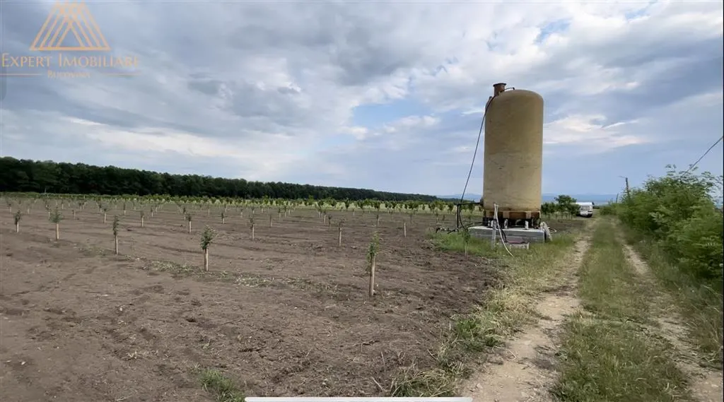 Teren extravilan comasat 9 hectare cu plantatie  3 Euro pe m2 Suceava - foto 15