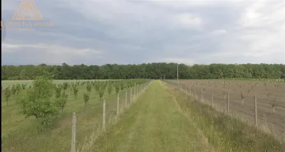Teren extravilan comasat 9 hectare cu plantatie  3 Euro pe m2 Suceava - foto 16