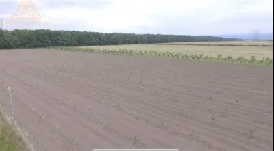 Teren extravilan comasat 9 hectare cu plantatie  3 Euro pe m2 Suceava - foto 17
