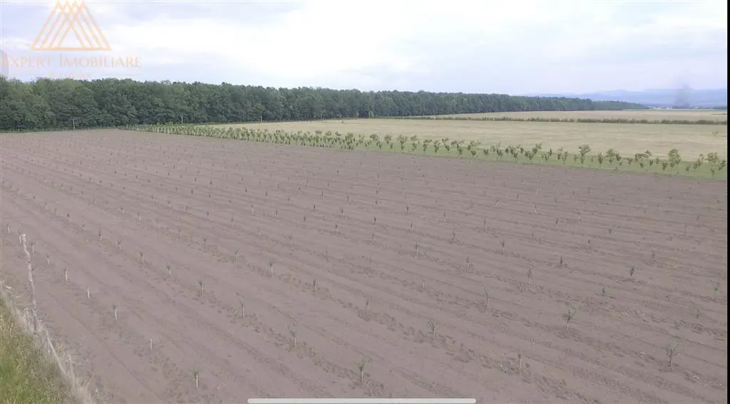 Teren extravilan comasat 9 hectare cu plantatie  3 Euro pe m2 Suceava - foto 17