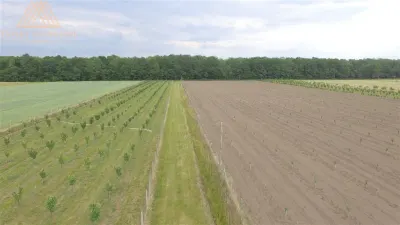 Teren extravilan comasat 9 hectare cu plantatie  3 Euro pe m2 Suceava - foto 3
