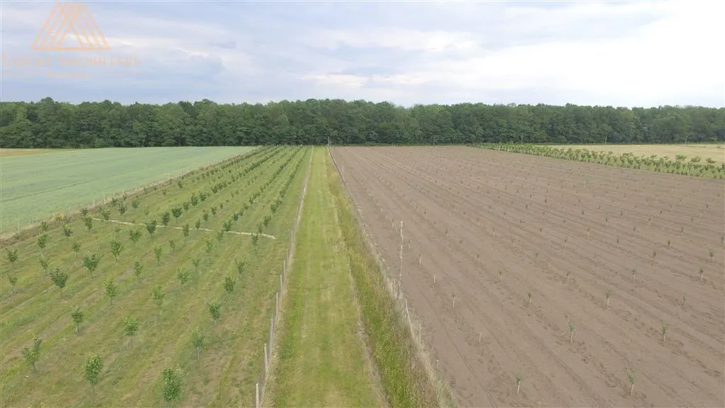 Teren extravilan comasat 9 hectare cu plantatie  3 Euro pe m2 Suceava - foto 3