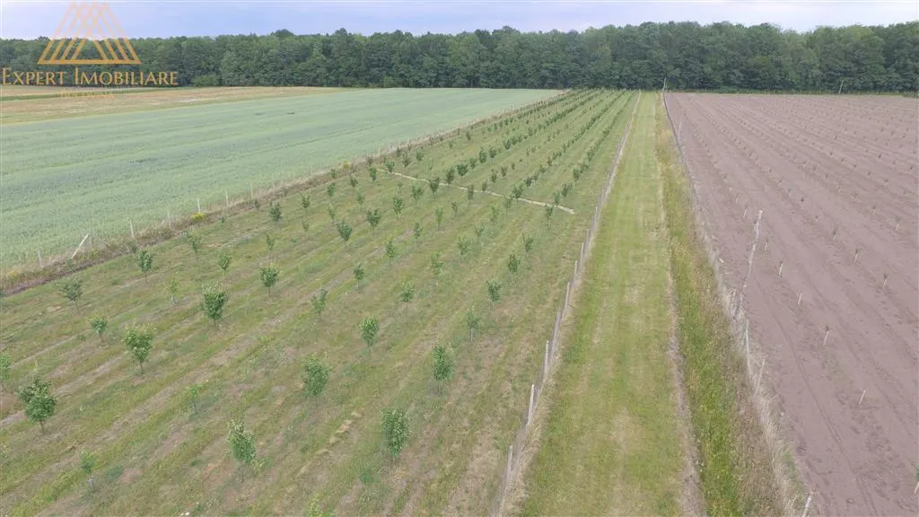 Teren extravilan comasat 9 hectare cu plantatie  3 Euro pe m2 Suceava - foto 4