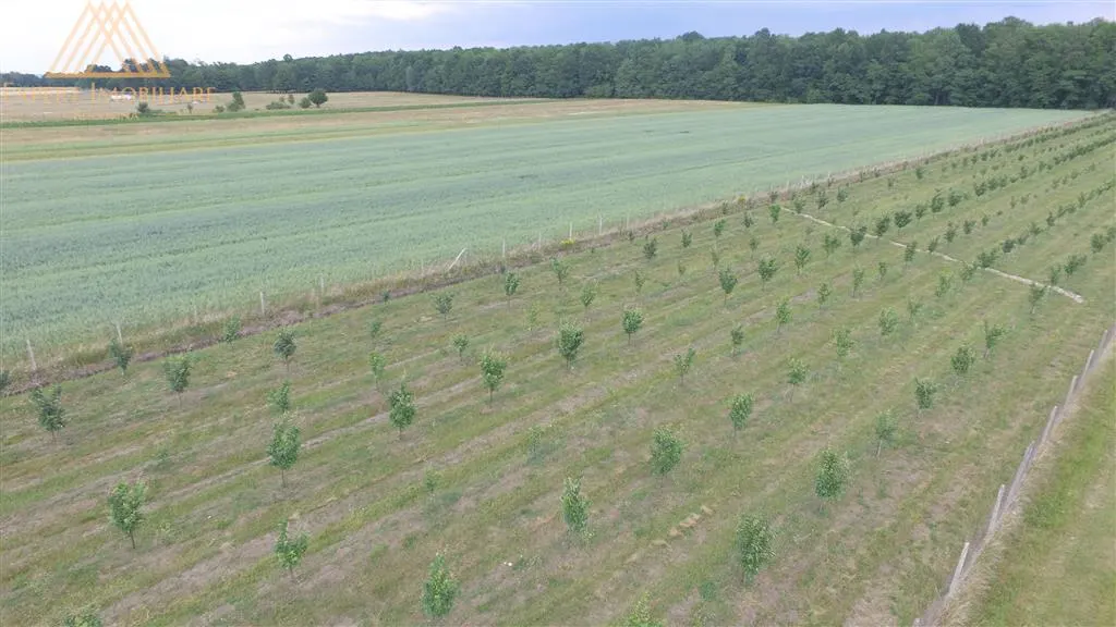 Teren extravilan comasat 9 hectare cu plantatie  3 Euro pe m2 Suceava - foto 5